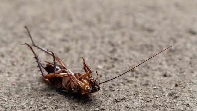 7 Aroma Alami yang Bikin Kecoa Malas Mendekat ke Rumahmu