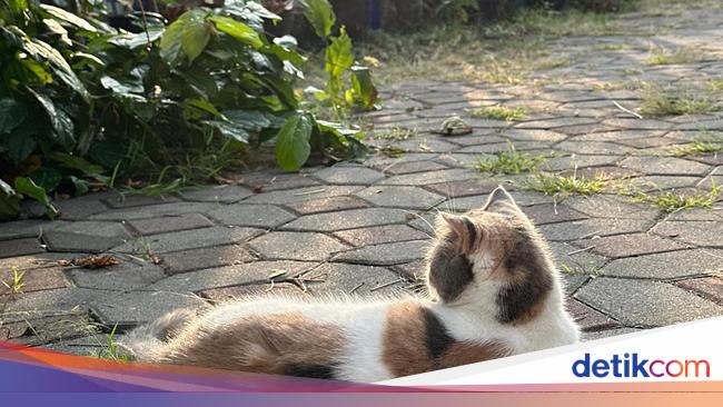 Polisi Tangkap Pria di Pagar Alam yang Viral Jagal Kucing dan Jual Dagingnya ke Warga