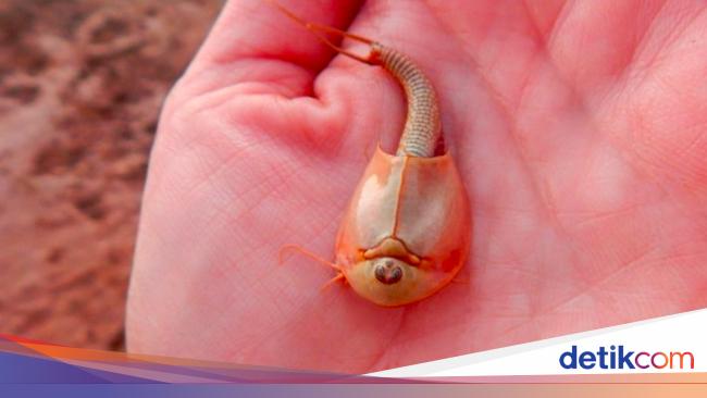Hewan Mata Tiga Siap Sambut Musim Hujan di Gurun Nevada Bersama Festival Burning Man