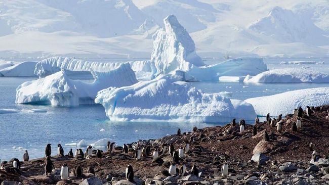 Penelitian Menarik: Kotoran Penguin di Antartika Bisa Bantu Menyejukkan Iklim Kutub
