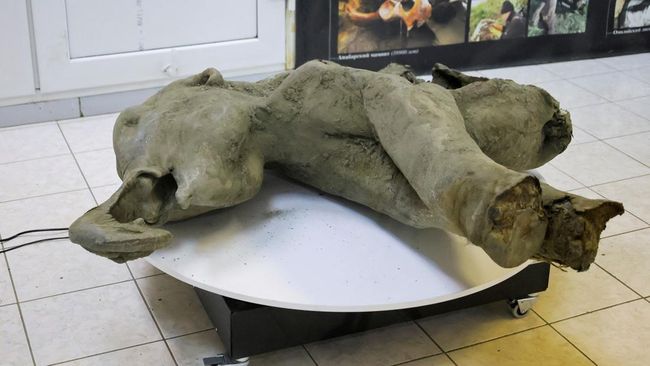 Penemuan Fosil Ungkap Manusia Purba di Italia Memanfaatkan Gajah Sebagai Sumber Makanan dan Alat