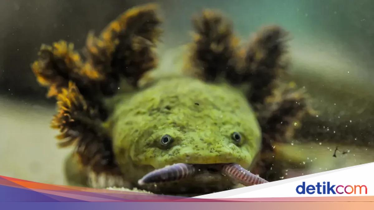 'Naga Mini' yang Jadi Amfibi Terlangka di Dunia Kini Dipasangi Microchip untuk Lindungi Populasinya