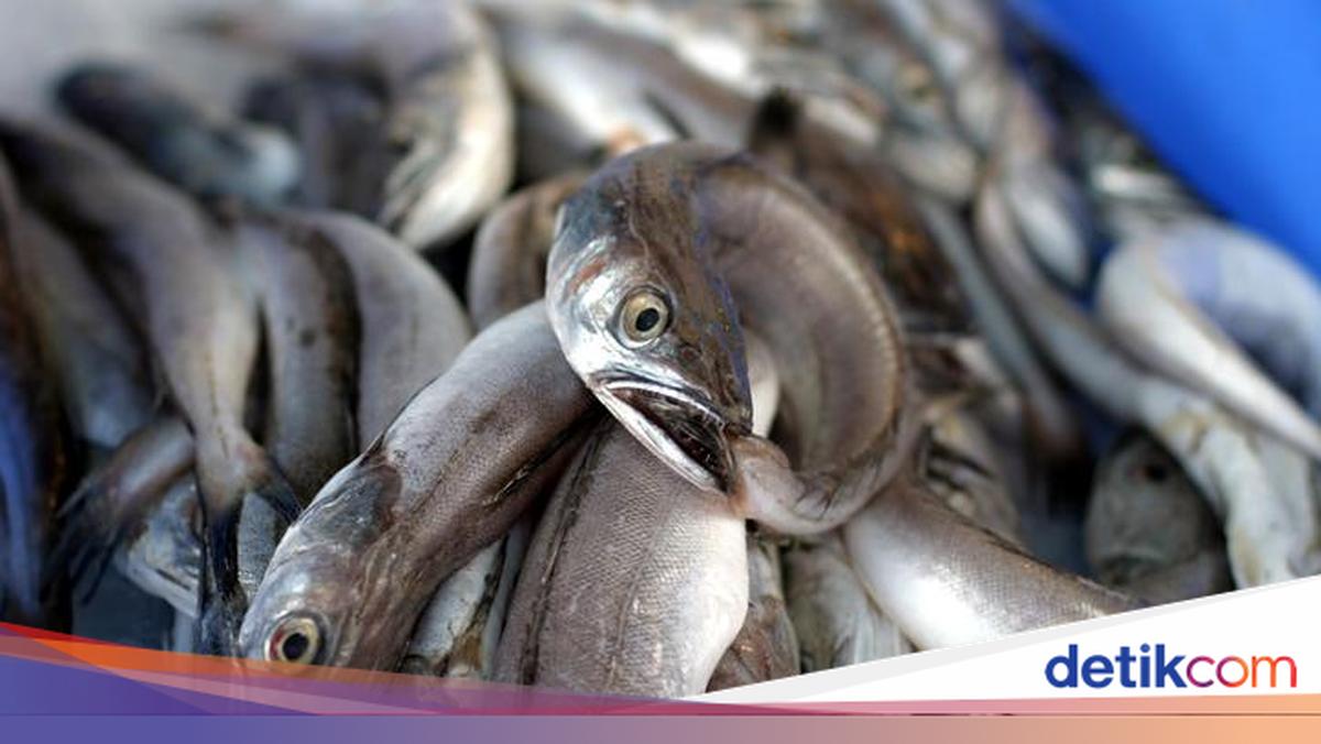 Belut Itu Ikan, Bukan Ular! Ini Penjelasannya Lengkap