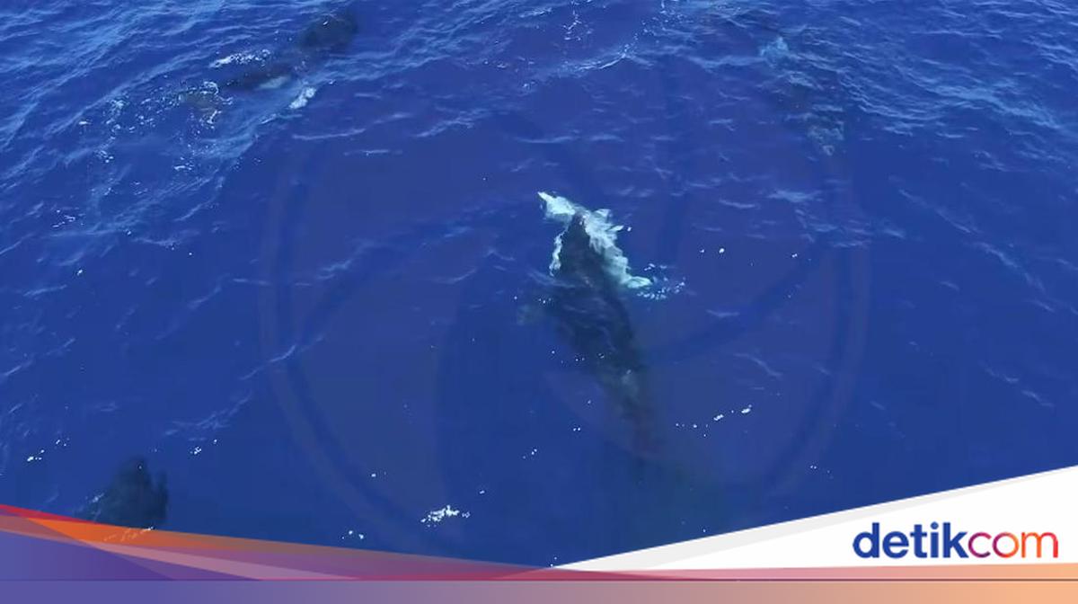 Paus Pembunuh di Meksiko Tunjukkan Cara Cerdik Berburu Hiu Putih Muda